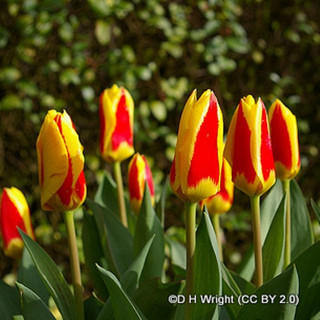 Tulip 'Stresa' - PACK of 9 bulbs