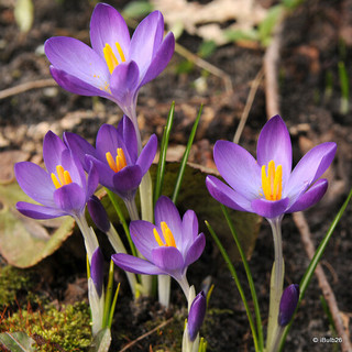 Crocus (species) tom. 'Whitwell Purple' - PACK of 31 bulbs