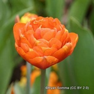 Tulip 'Orange Nassau' Pack 5 Bulbs