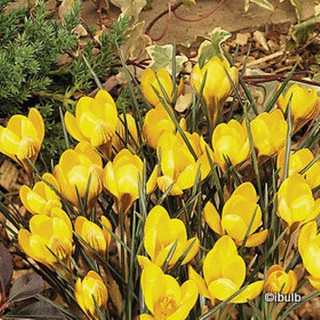 Crocus (species) 'Dorothy' - PACK of 14 bulbs