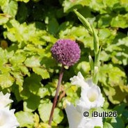 Allium 'Summer Drummer' PACK of 3 Bulbs