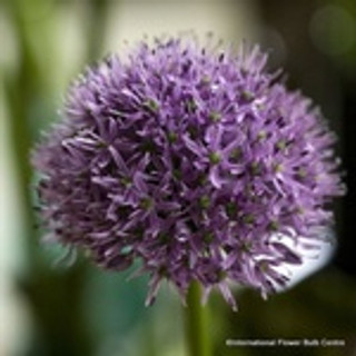 Allium 'Aflatunense' - Pack of 5 Bulbs