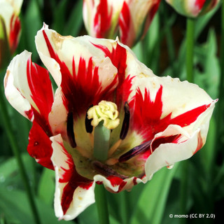 Tulip 'Happy Generation' - PACK of 5 bulbs