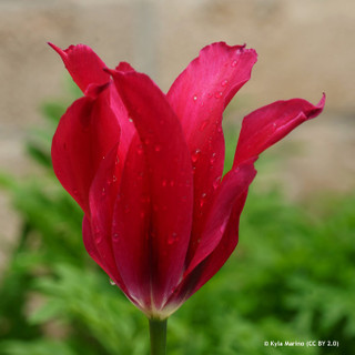 Tulip Viridiflora 'Doll's Minuet' PACK of 6 Bulbs