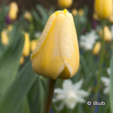Tulip 'Roi du Midi' - PACK of 5 bulbs