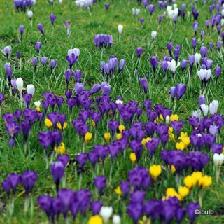 Crocus (large flowering) 'Mixed' - PACK of 10 bulbs