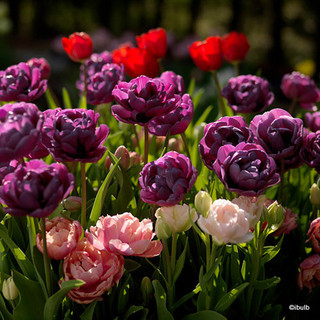 Tulip 'Alicante' - PACK of 5 bulbs