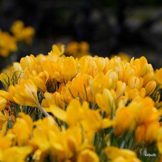 Crocus (large flowering) 'Yellow' - PACK of 7 bulbs