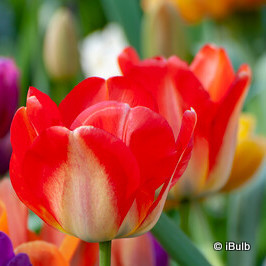 Tulip 'Dordogne'
