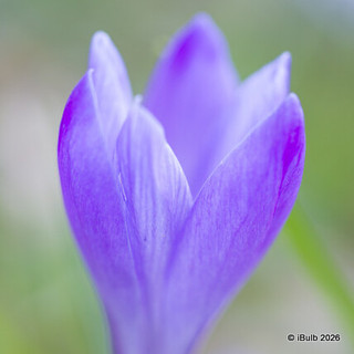 Crocus (species) tom. 'Barrs' Purple'
