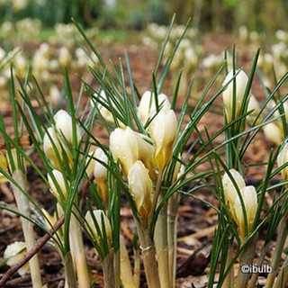 Crocus (species) 'Snowbunting' - PACK of 7 bulbs