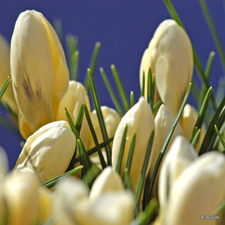 Crocus (species) 'Snowbunting' - PACK of 7 bulbs