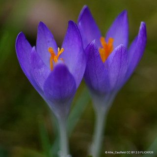 Crocus (large flowering) 'Blue' - PACK of 13 bulbs