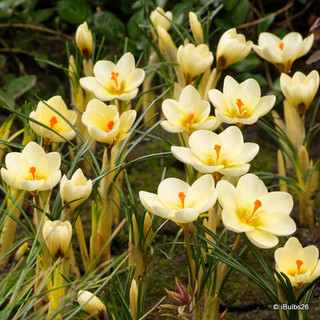 Crocus (species) 'Cream Beauty'