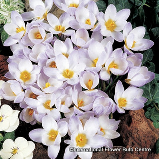 Crocus (species) 'Blue Pearl' BULK - 100 or 250 bulbs