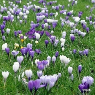 Crocus (species) 'Mixed' BULK - 100 or 250 bulbs