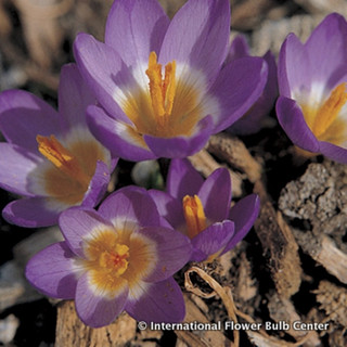 Crocus (species) 'Sieberi Tricolour' BULK - 100 or 250 bulbs