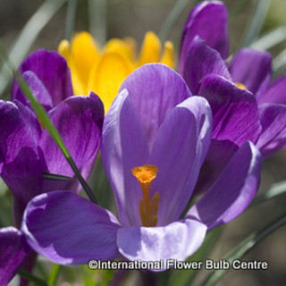 Crocus (species) tommasinianus 'Ruby Giant' BULK 100 or 250 bulbs