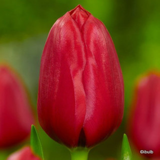 Tulip 'Apeldoorn' BULK - 100 or 250 bulbs