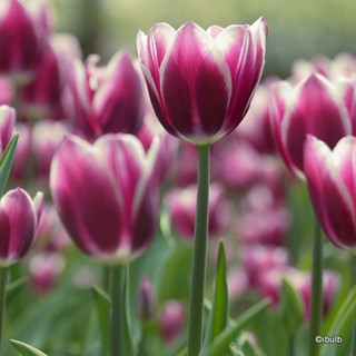 Tulip 'Atlantis' BULK - 100 or 250 bulbs