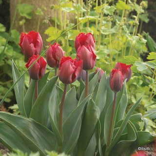 Tulip 'Couleur Cardinal' BULK - 100 or 250 bulbs
