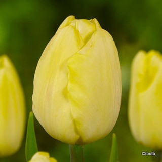 Tulip 'Golden Apeldoorn' BULK - 100 or 250 bulbs