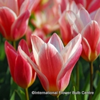 Tulip 'Heart's Delight' BULK - 100 or 250 bulbs