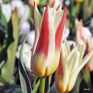 Tulip 'Johann Strauss' BULK - 100 or 250 bulbs