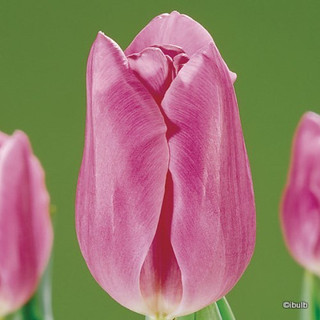 Tulip 'Mistress' BULK - 100 or 250 bulbs