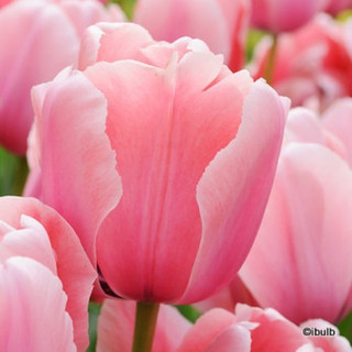 Tulip 'Pink Diamond' BULK - 100 or 250 bulbs