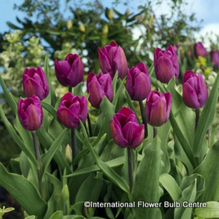 Tulip 'Purple Prince' BULK - 100 or 250 bulbs