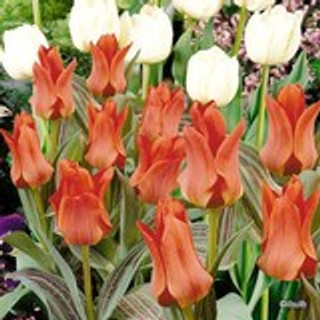 Tulip 'Red Riding Hood' BULK - 100 or 250 bulbs