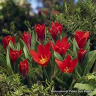 Tulip 'Scarlet Baby' BULK - 100 or 250 bulbs