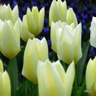 Tulip 'White Emperor' BULK - 100 or 250 bulbs