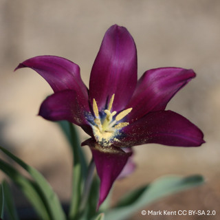 Tulip 'Burgundy' - PACK of 5 bulbs