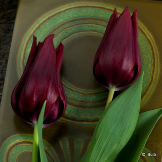 Tulip 'Burgundy' - PACK of 5 bulbs