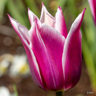 Tulip 'Claudia'