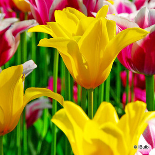 Tulip 'West Point'