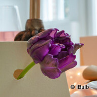 Tulip 'Blue Parrot' - PACK of 4 bulbs