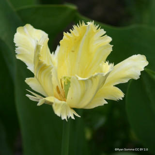 Tulip 'Eagle Wings' - PACK of 5 bulbs