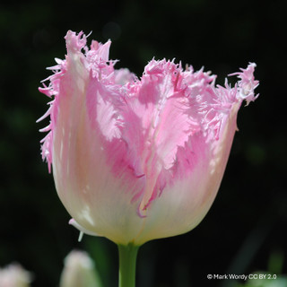 Tulip 'Lingerie' - PACK of 4 bulbs