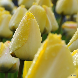 Tulip 'Maja' - PACK of 5 bulbs