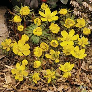 Eranthis Cilicica (Winter Aconites) PACK of 7 bulbs