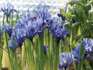 Iris 'Reticulata Alida' (species) - PACK of 10 bulbs