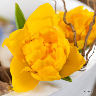Tulip 'Yellow Baby'