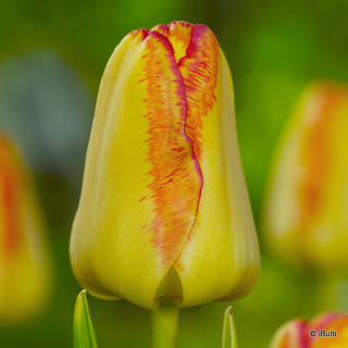 Tulip 'Cape Town'