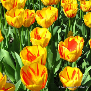 Tulip 'Golden Nizza' - PACK of 5 bulbs