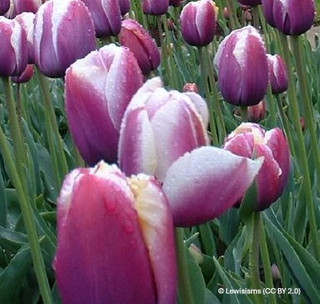 Tulip 'Hotpants' - PACK of 5 bulbs