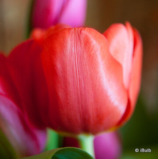 Tulip 'Ile De France'