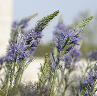 Camassia Cucksii